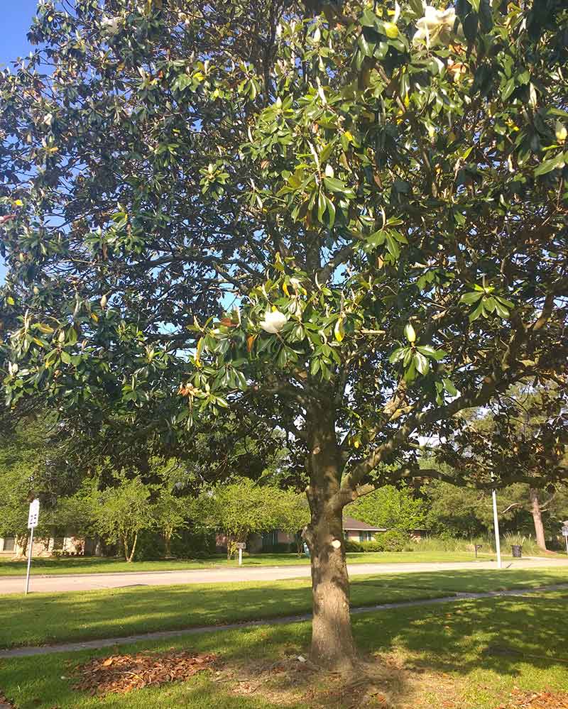 Picture of magnolia after raising tree canopy