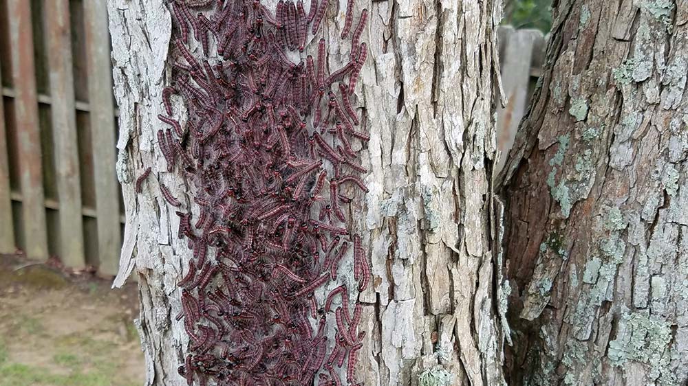 Picture of tent caterpillars on a pecan tree in Prairieville Louisiana