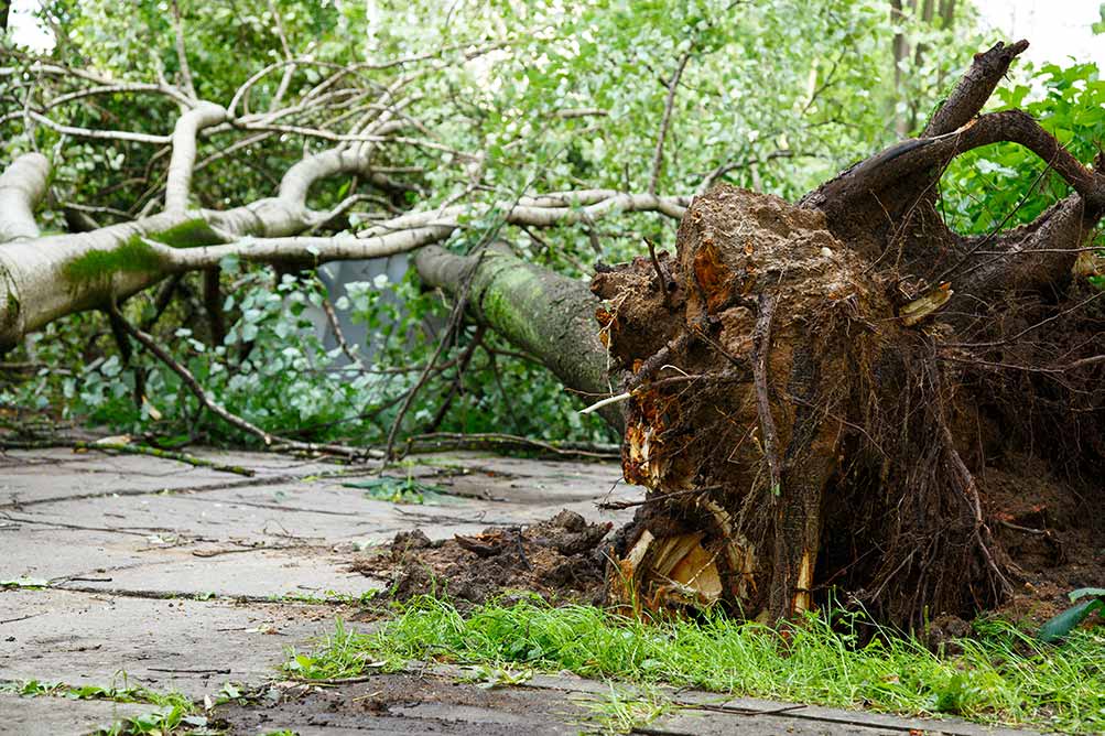 Picture of fallen trees after a hurricane in Baton Rouge Louisiana