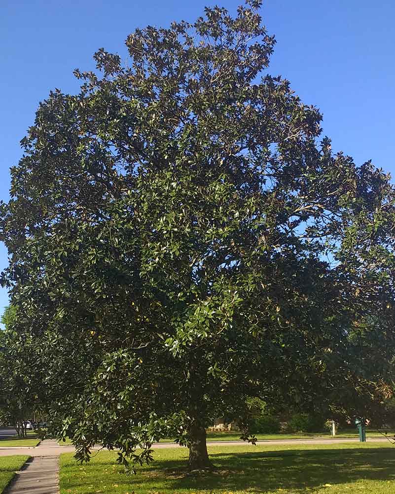 Picture of magnolia tree before pruning