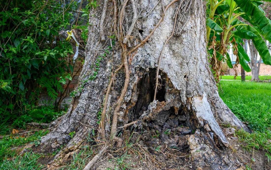 Picture of rotting tree in New Orleans