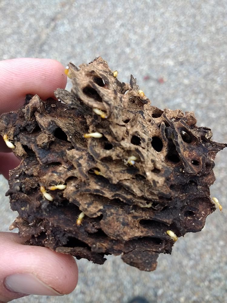 Picture of termite infested tree core