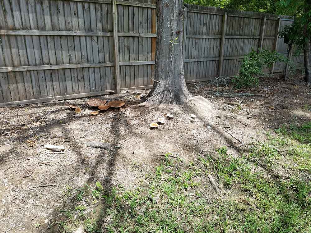 Picture of dead tree with mushrooms growing out of roots in Baton Rouge, Louisiana
